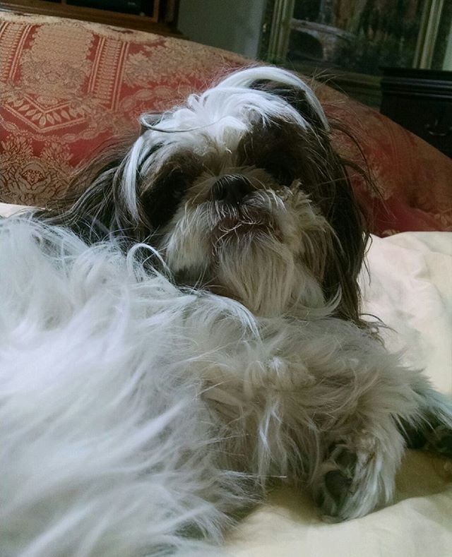 417PetSitting's tweet photo. Monday has Macie like...nah 💤
#motivationalmonday .
.
.
.
.
.
#417petsitting #417petsitter #springfieldmo #sgf #petsitting #petsitter #417land #ozarkmo #nixamo #rogersvillemo #marshfieldmo #republicmo #battlefieldmo #petsofinstagram #petstagram #dogw… https://t.co/wNJ7loOPbo https://t.co/7bDvRBBlfm