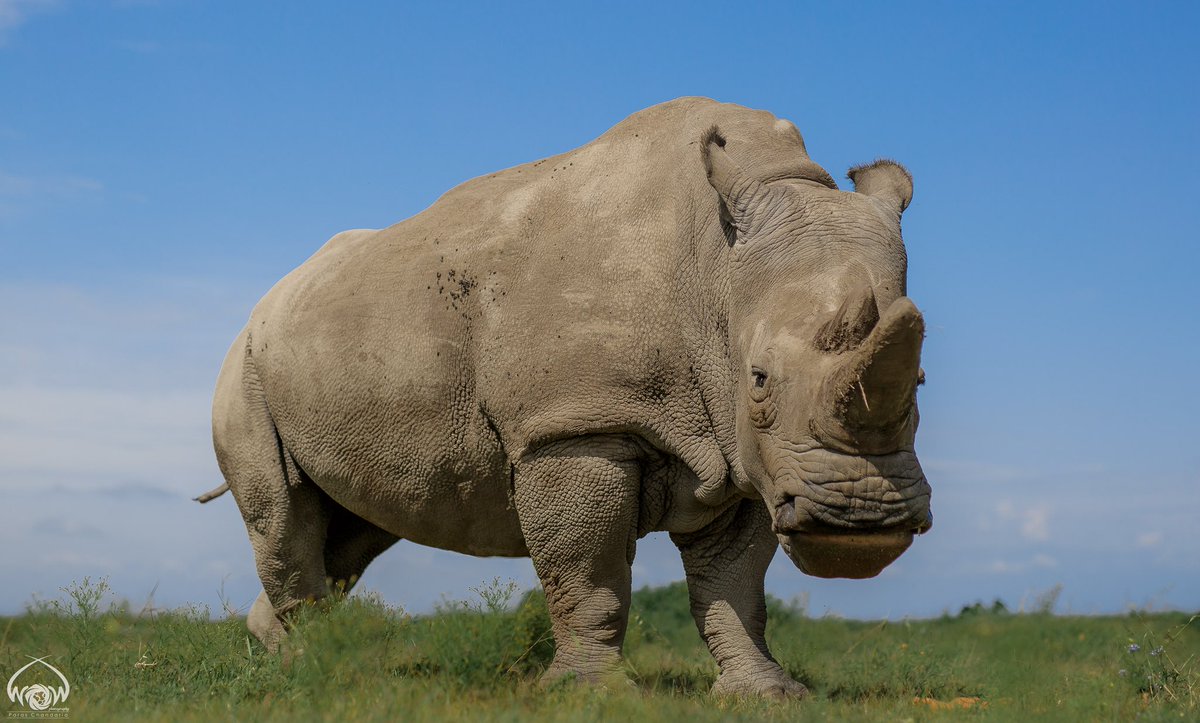 ParasChandaria's tweet photo. No One In The World Needs A Rhino Horn But A Rhino

#worldofthewild #wow #kenya #magicalkenya #whyilovekenya #unicorn #rhino #rhonoceros #special #love #africageo #wild #wildlife #live #Stopthekilling #rhinohorn #conservation #photography #gentle #giant #endangered #species https://t.co/FhKqheGP2r
