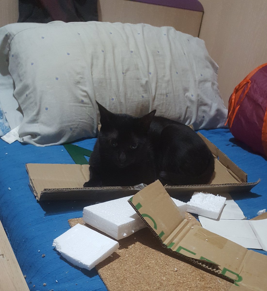 KaonChan's tweet photo. Uno tan tranquilo y el otro con cara de no acordarse si cerró el gas mientras impide a mamá trabajar. https://t.co/7emdCFISoX