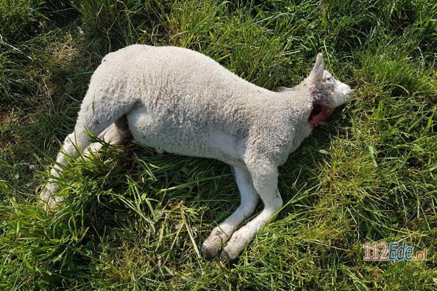 🚨 Twee schapen in weiland #Lunteren mogelijk doodgebeten door wolf 112.press/QTbHsK 112Ede https://t.co/TwwGkSVjv4
