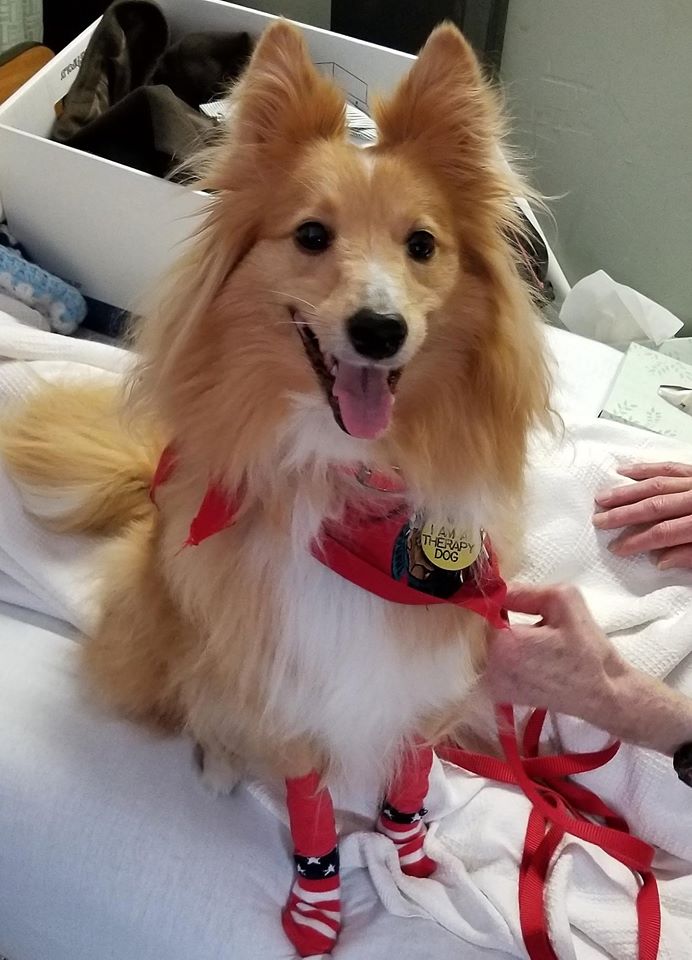 pomeranian therapy dog