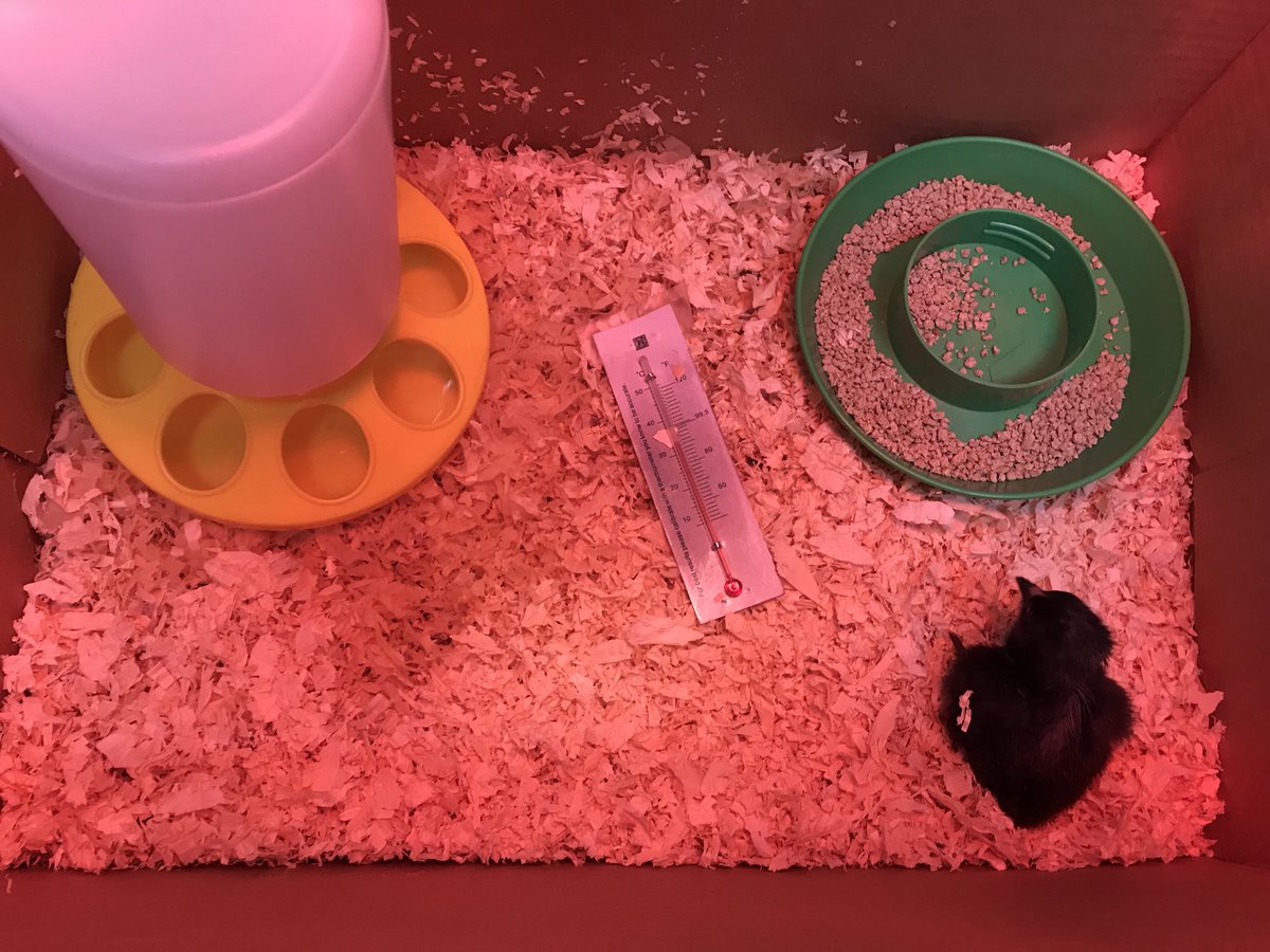 KinderMrsH's tweet photo. We have 4 chicks so far! 2 more with pips ready to hatch soon. 🐣

This is Cuddles. He was ready to come out of the incubator. https://t.co/WH7l9ezw1W