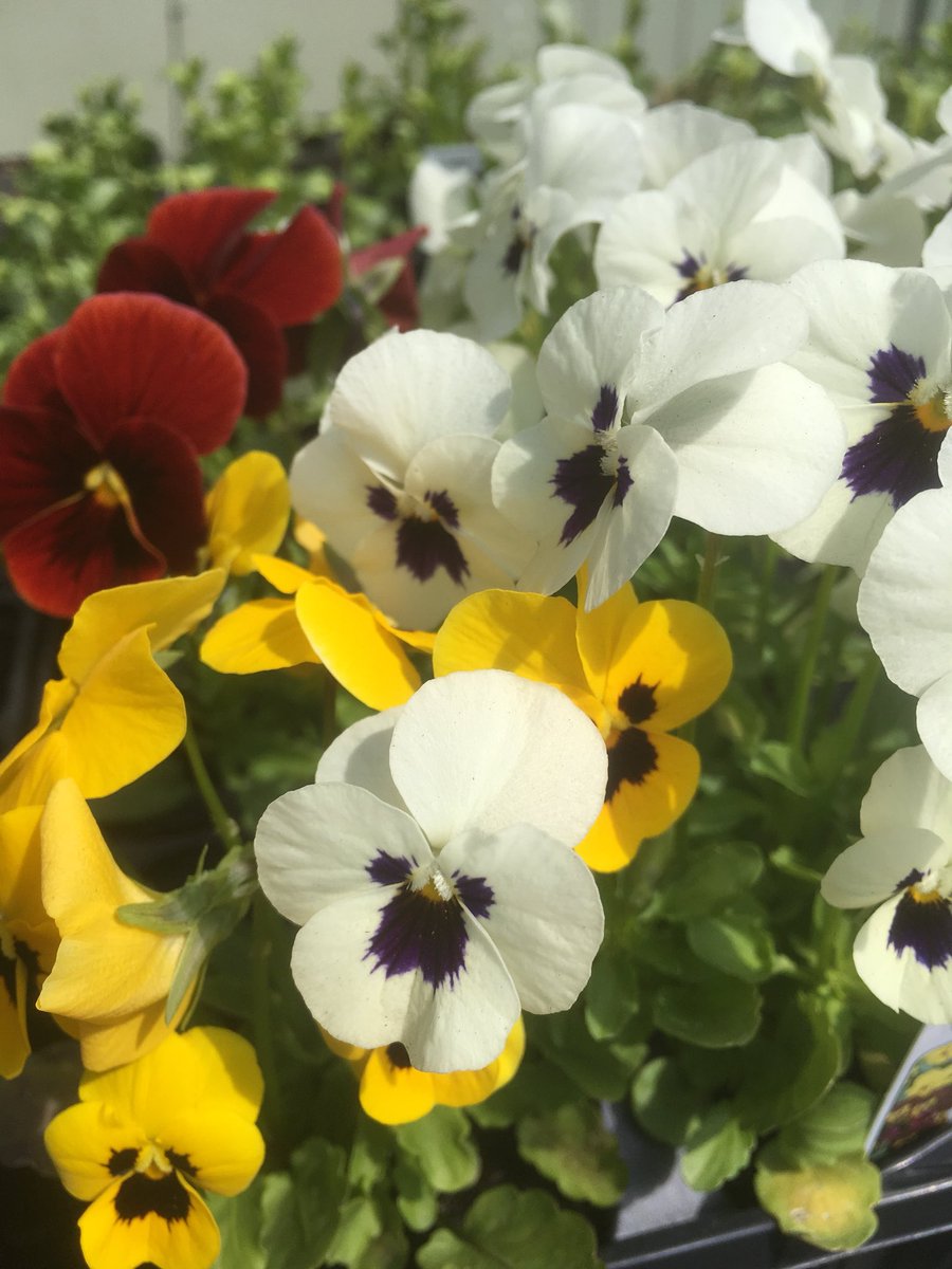 We are selling 3 bags 80litre Multi Purpose Compost for £9.99 - the best value we can find anywhere