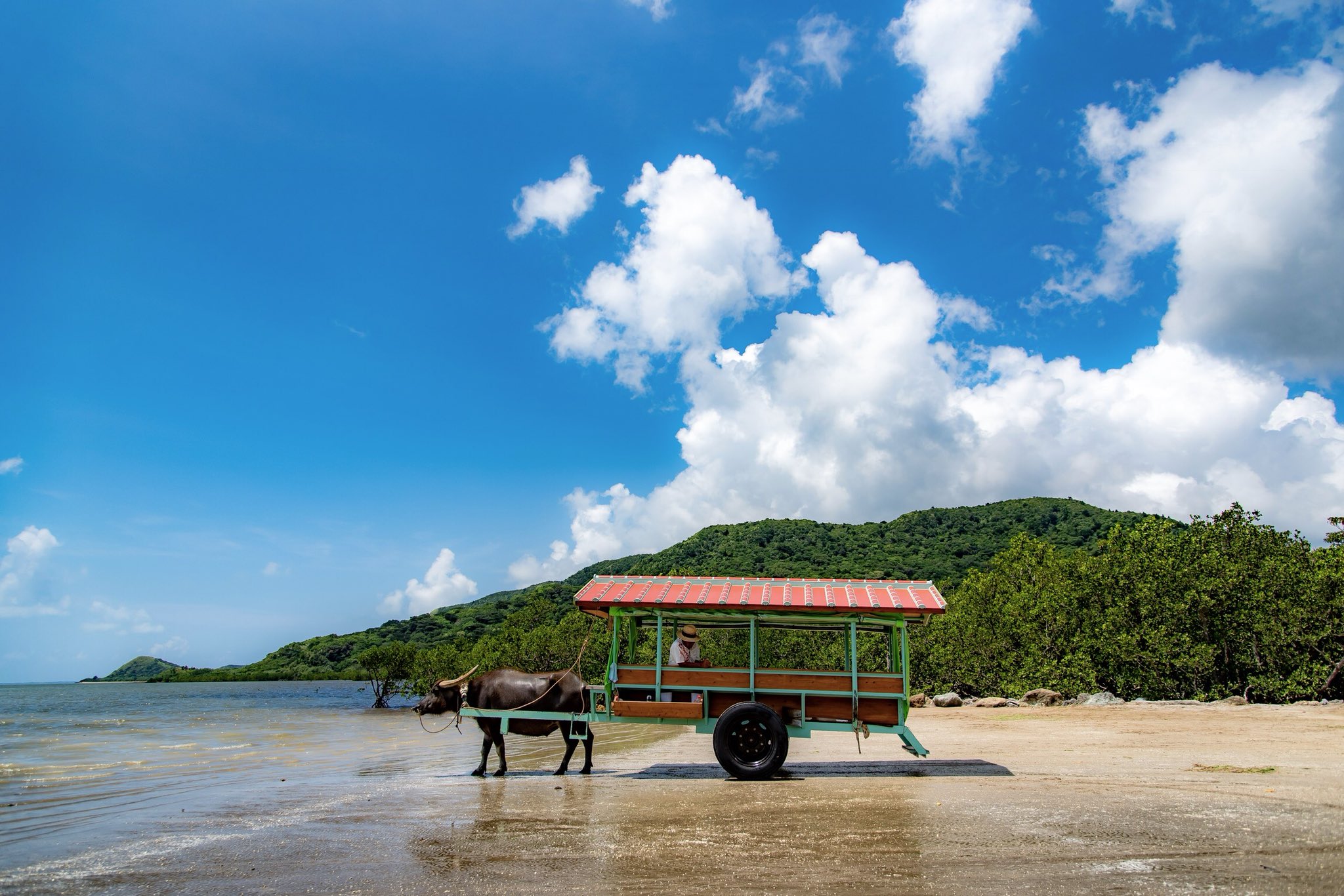 たかゆ 今回の旅行でとても楽しみしていた由布島行きの水牛車 良い 良すぎた 西表島行ったらぜひ行ってほしい 由布島 T Co Bav1cnbywe Twitter