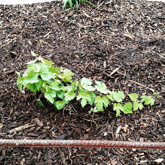 Just transplanted some hop plants into the beer garden!

#Hops 
#LetItGrow