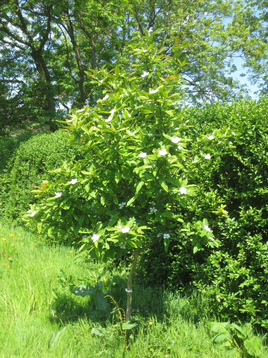 Here's one for Kay and Richard - the Medlar tree (mespilus germanica) in flower