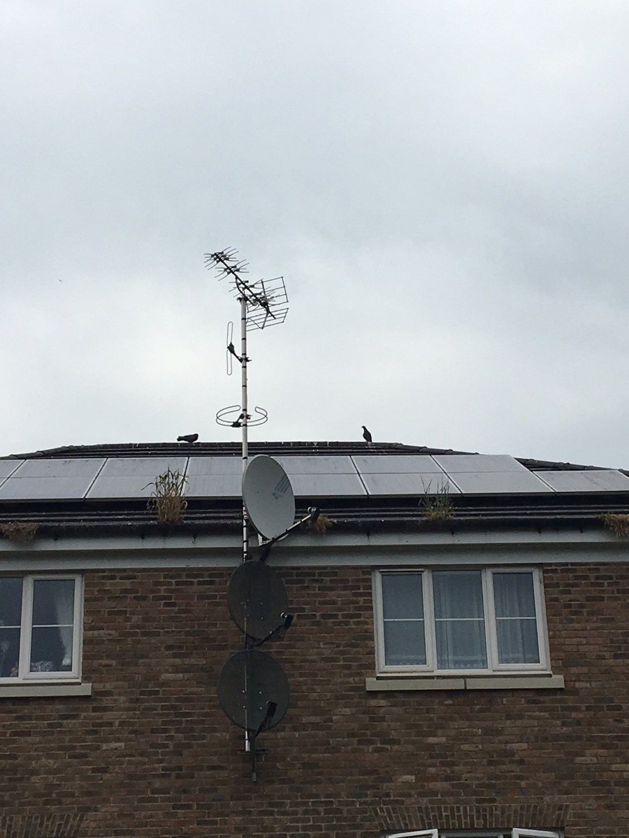 Pigeons nesting under solar panels? Our specialist team at Whelans can resolve this.