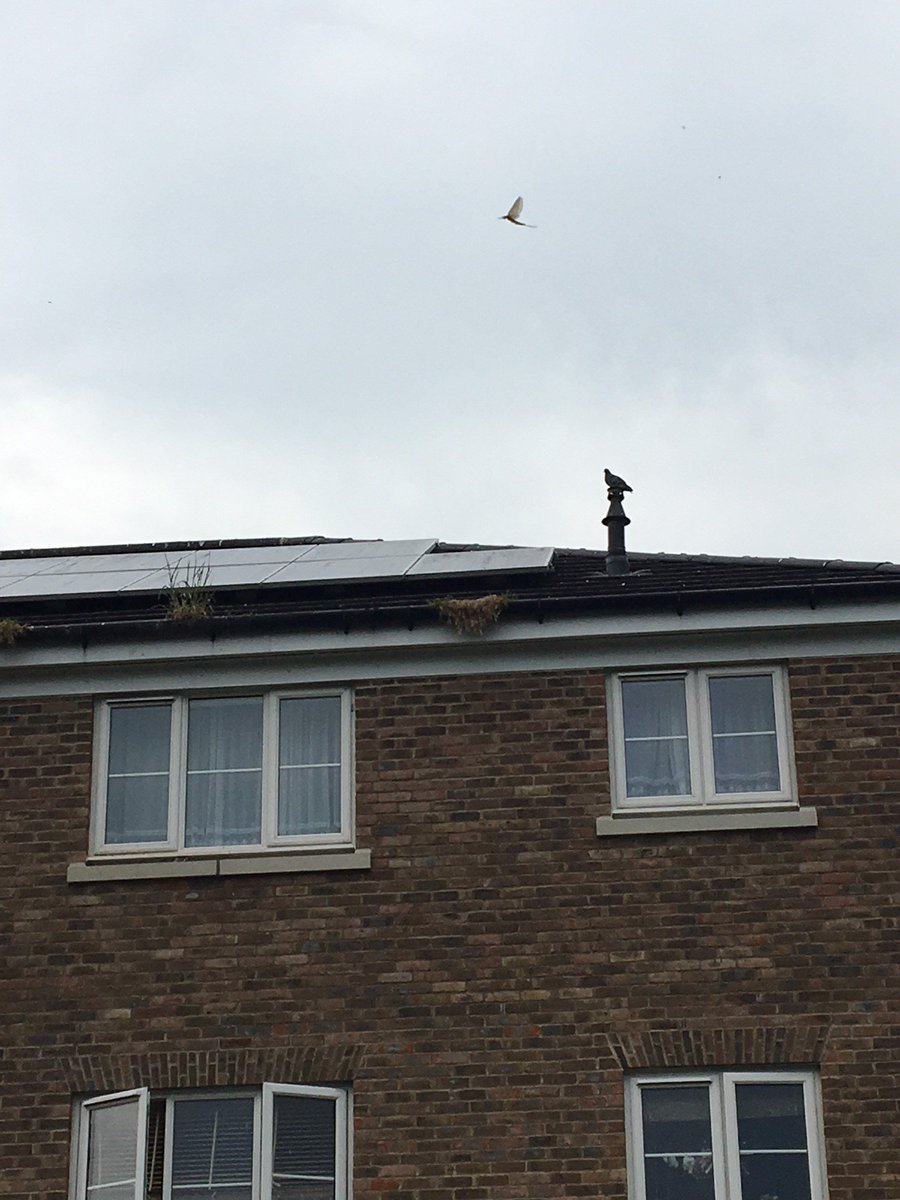 Pigeons nesting under solar panels? Mess - damage - blocked gutters and downpipes eventually leading to damp!