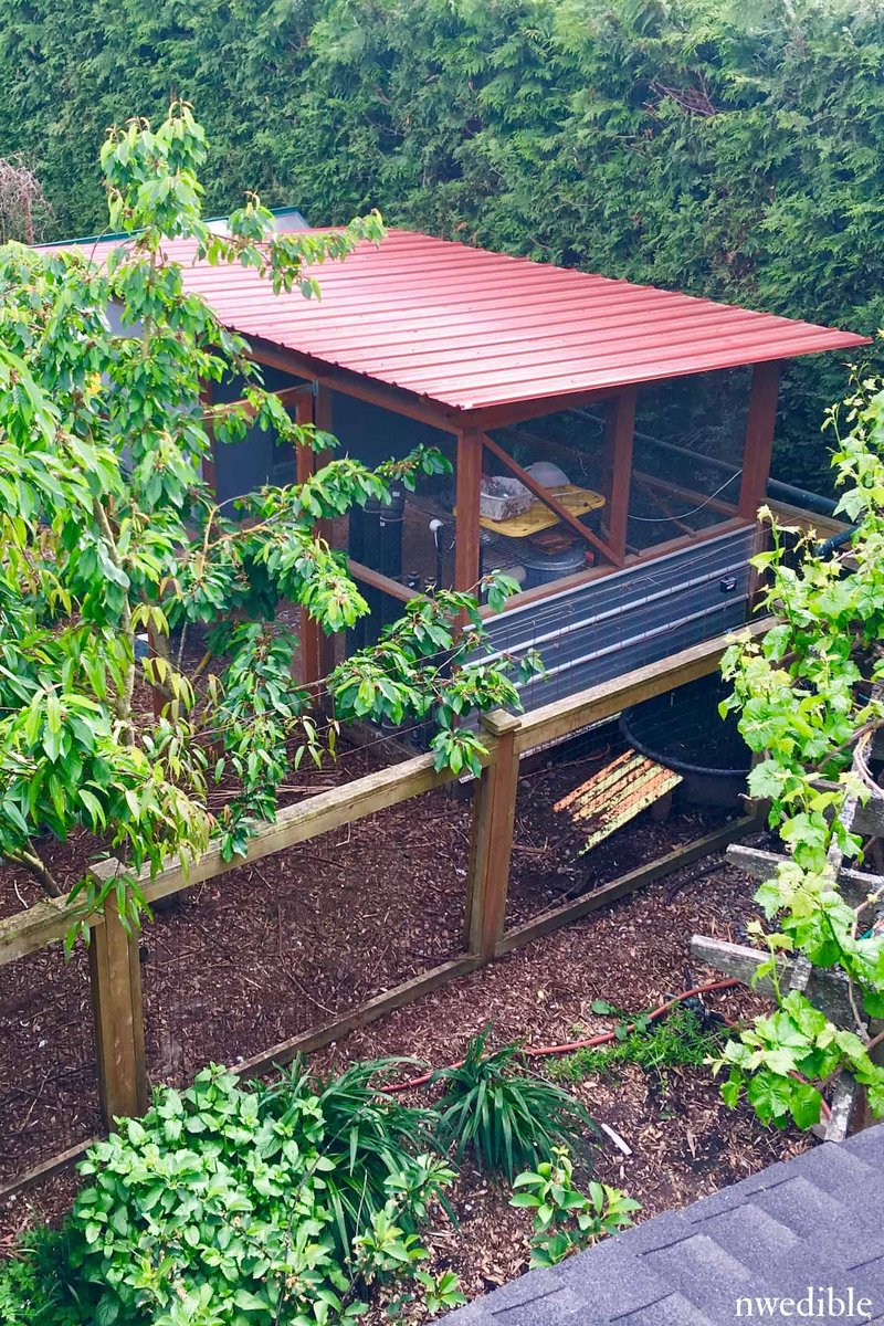nwedible's tweet photo. Favorite things about my chicken coop - and some of them were a long time coming! https://t.co/OTzk52K8OP https://t.co/yCYnJf2Uwr