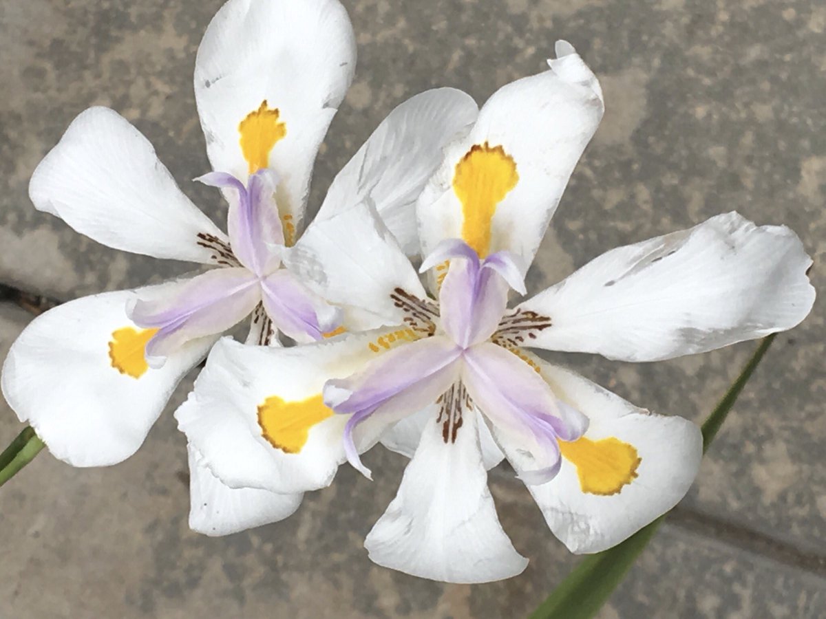 redbermdesign's tweet photo. #ThingsICantStopDoing stopping for flowers 🌸🌸 #flowers #landscape #redberm https://t.co/1PYdSGfZ3F