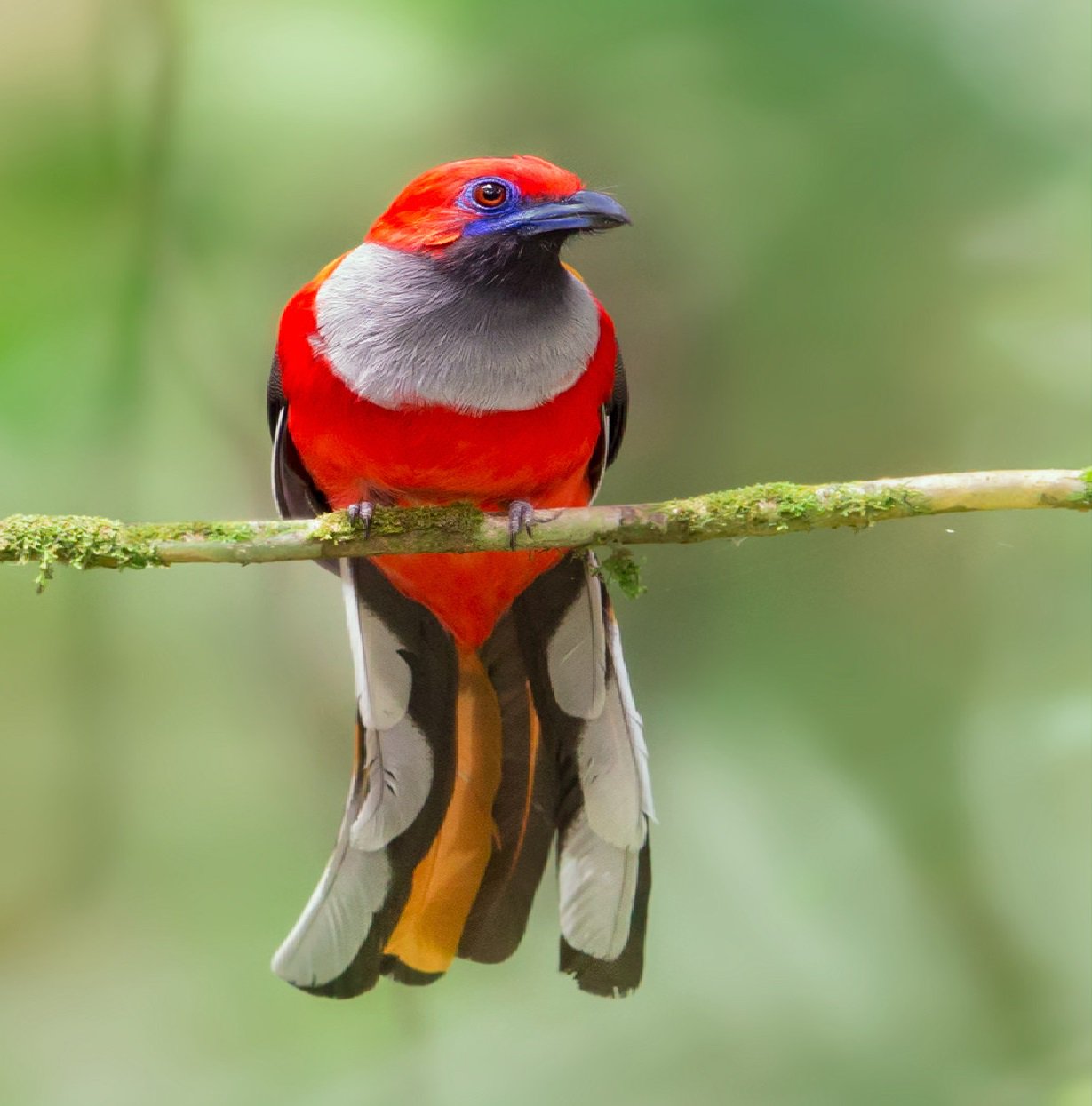 Whitehead’s Trogon (Harpactes whiteheadi): A Bird Species Found in the