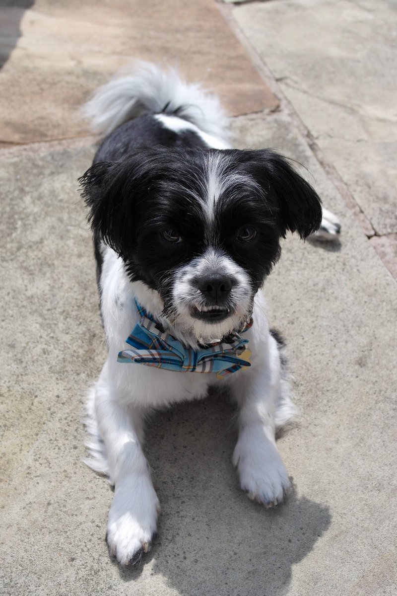 xLauraEdwardsx's tweet photo. @Tilly95156835 he is such a little poser https://t.co/5puRqtF6jj