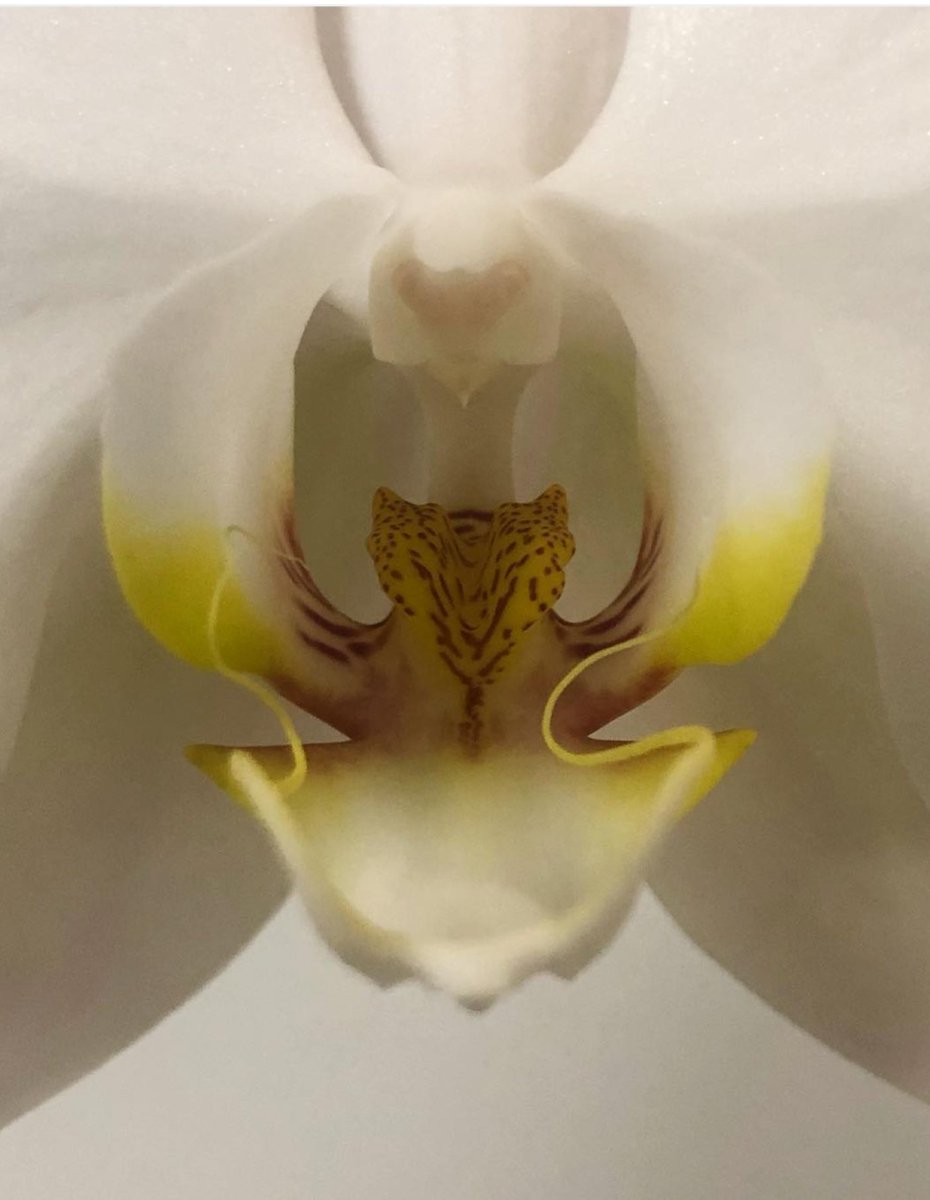 ThicRae's tweet image. Went to the nurse... yesterday she said" exactly describe what are you looking at??