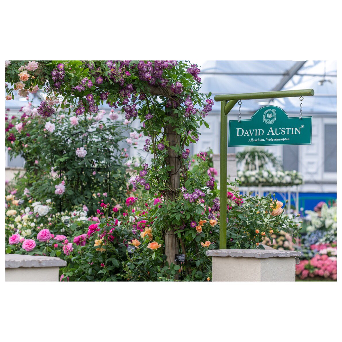 DAustinRoses's tweet photo. Our beautiful stand at the RHS Chelsea Flower Show - ready for the week ahead  #chelseaflowershow https://t.co/wEup2tyfWK