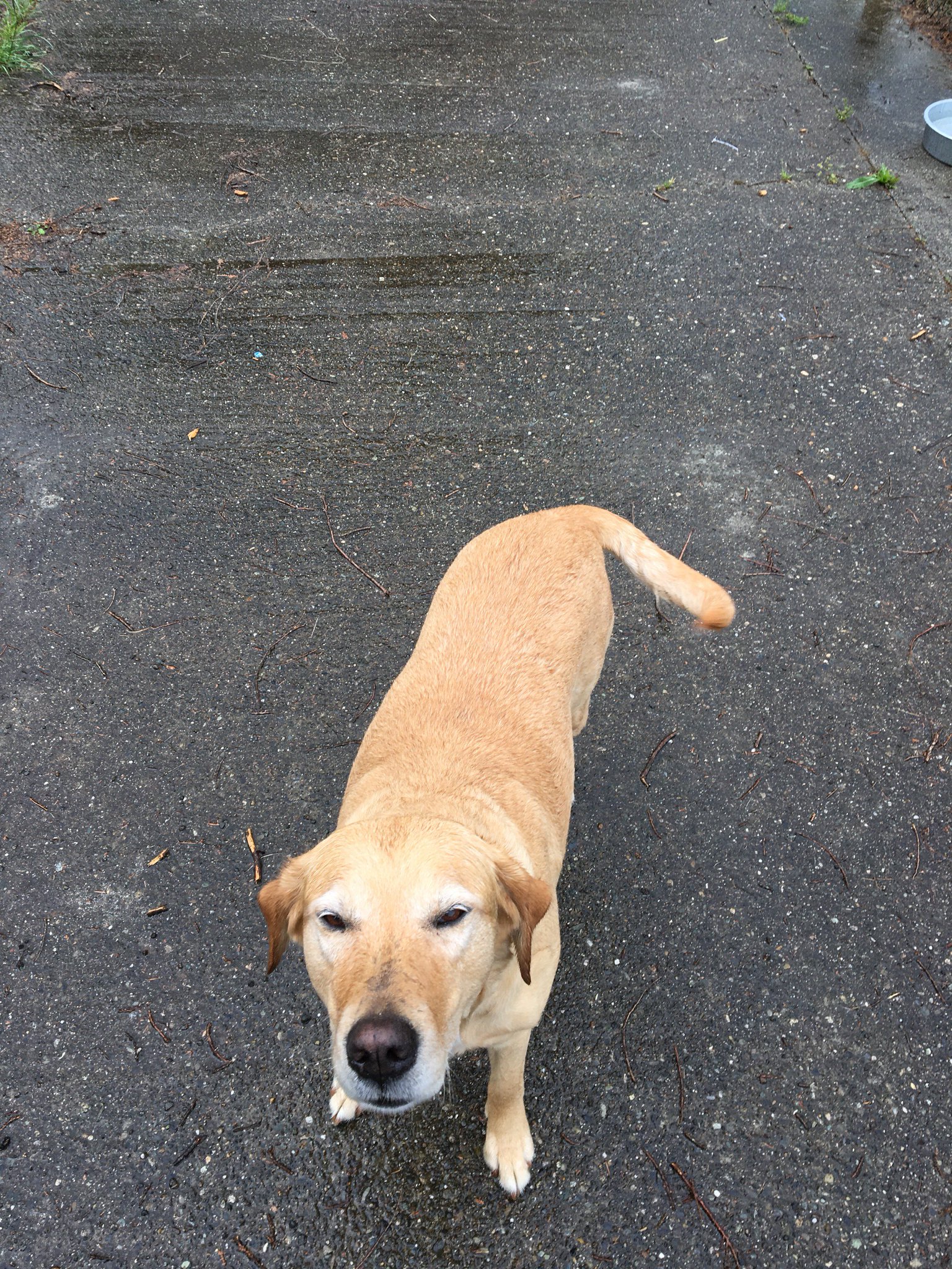 Snohomish Sheriff on Twitter "This beautiful girl was found last Friday, May 18 midday near