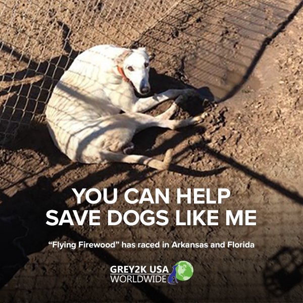 GREY2KUSA's tweet photo. These dogs deserve to be loved! Please support our campaign to end this cruelty. https://t.co/WCzgjVAjnZ #EndGreyhoundRacing https://t.co/JiHKXNZ7gS