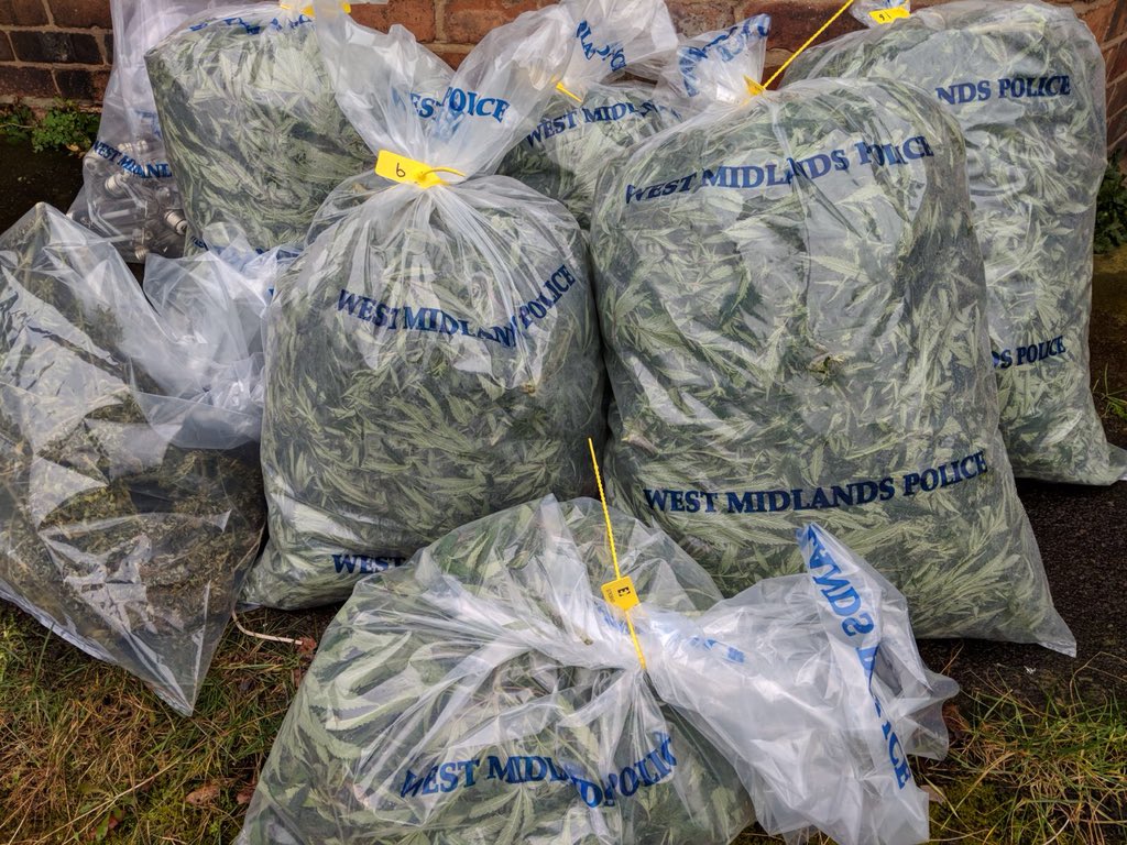 CannabisTeamWMP's tweet image. Big job today with the brilliant @StocklandGnWMP Team. 500 plus plants. Also had an attached officer, previously @FSU_WMP who worked like a Trooper. #PuddleOfSweat #ProfitsSeized #NoToDrugs