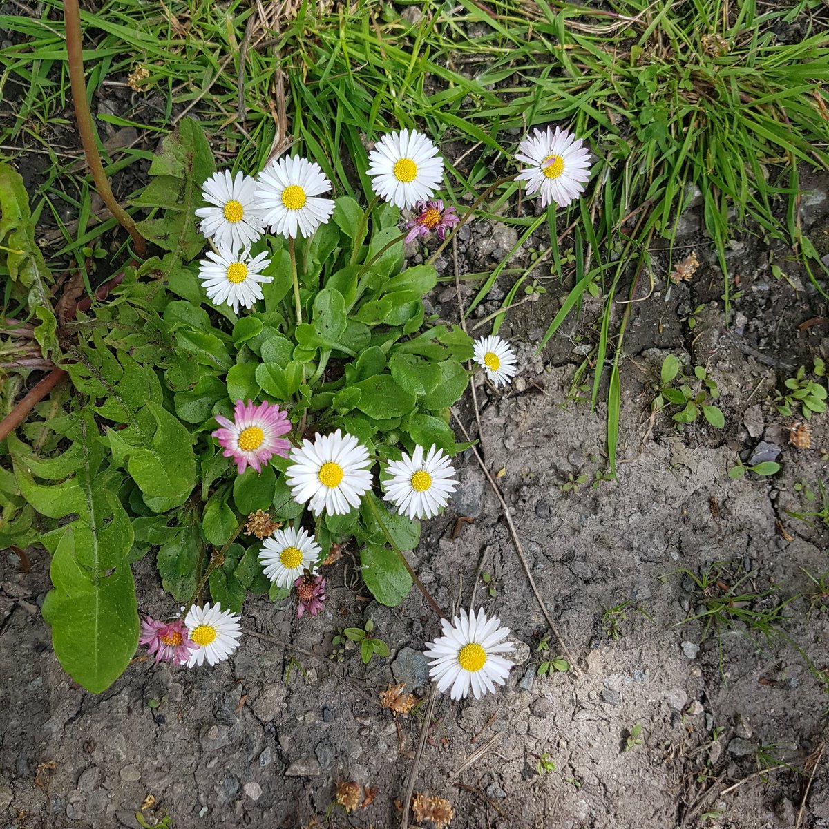 ouramanahsourfu's tweet photo. I have never in my life seen a pink daisy!
Is it real?
#plantID #daisy #daisies #pink #pinkdaisy #why #real #what #ouramanahsourfutures #MBDailyposts #Muslimahbloggers #sunshine https://t.co/LRp8SxUtJT