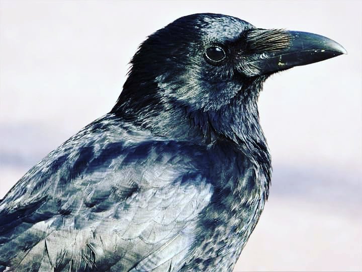 Totnesbabe's tweet photo. #torquaycrows #crows https://t.co/SG6bZNuP4I