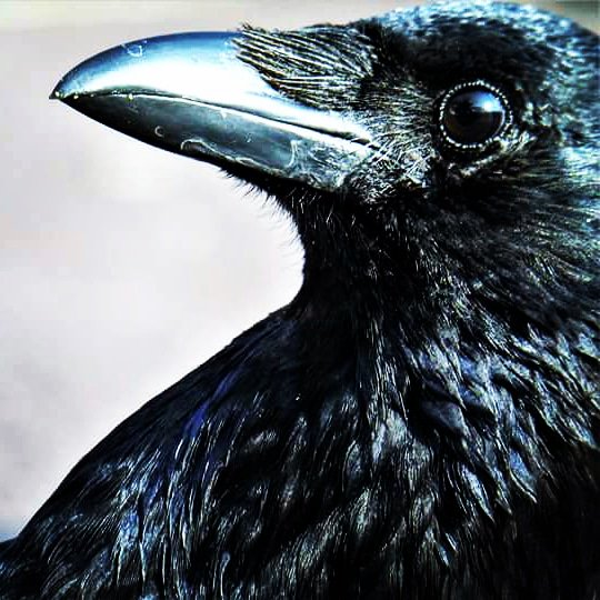 Totnesbabe's tweet photo. #torquaycrows #crows https://t.co/SG6bZNuP4I