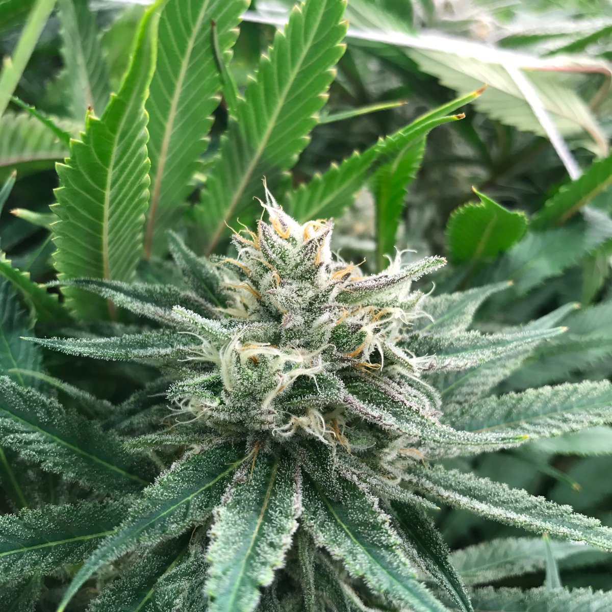 BrandNug's tweet photo. TAFFIE is a cross between Tangie and LA Affie and packs a punch testing at 25% THC. This evenly balanced hybrid will jump start your creativity and give you an overall sense of relaxation. The perfect 50/50 hybrid. #NUG #NUGflower #flowermonth #TAFFIE #NUGindoor #oakland https://t.co/Hccztj8DOr