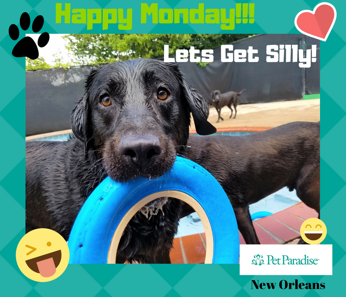 PPRNewOrleans's tweet photo. Happy Motivational Monday , Sweet Pea wants to remind you all to "Get Silly" on this marvelous Monday from Pet Paradise New Orleans!! #MotivationalMonday #NOLAlabs #getsillyNOLA #SillyPuppys #Mypetparadise #Mondays #petparadiseNola #NolaDogs #HappyMonday #cutepuppies #NOLAfun https://t.co/w7y6uE1jxD