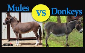 meme_polli's tweet photo. Go take the poll! #poll #mules #donkeys #funny #pick #mulesvsdonkeys https://t.co/7fchoL3gUq