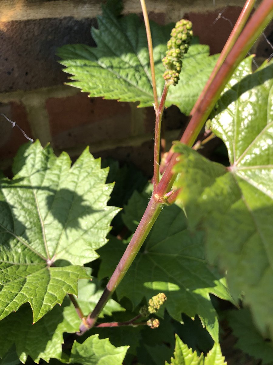 @ChateauGauthier Well underway #chateaulutonrufchild too