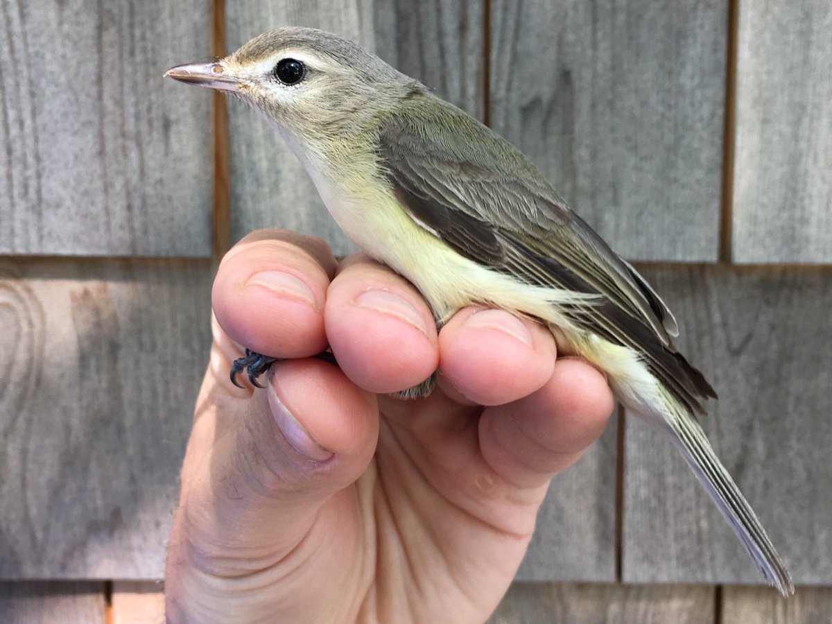 ManometBanding's tweet photo. We banded our first Warbling Vireo of the season @ManometCenter today. Their black eye and silvery plumage differentiates them from other vireo species. Widespread in North America, listen for their gravely, warbling song at the edges of wetlands. #manometspring2018 #birdbanding https://t.co/s2Lx3HLlYC