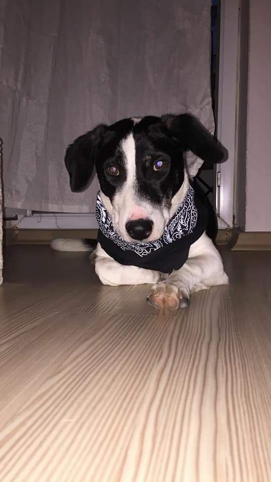 "<a href="/masum_gozler/">Masum Gözler</a>

BİR YAŞINDAKİ FİNO KIZIMIZA ÇOK SEVİLECEĞİ ÖMÜRLÜK #Yuvasını ARIYORUZ
İZMİR
İLETİŞİM : 0532 407 35 30 - 0554 114 46 13