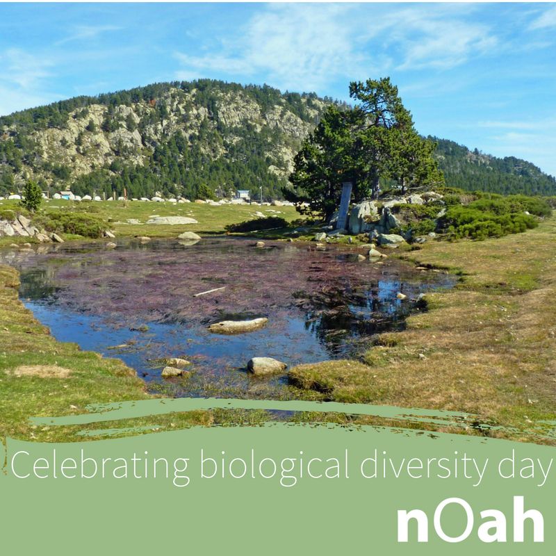 NorthcoteAH's tweet photo. International Biological Diversity Day
A day to recognise the wonderful diversity we have in the world and to try and stop certain human activities which is causing this diversity to diminish.   Why the need for concern https://t.co/xSCaTwe5YC https://t.co/fyBIjLiytm