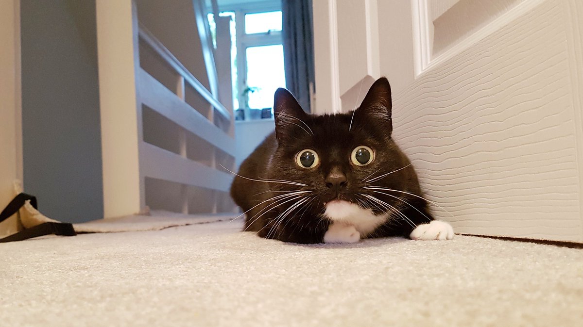 CuriousZelda's tweet photo. Got a zoomie
For my roomie
If I break stuff
He can't sue me https://t.co/zEHDpA2wSR
