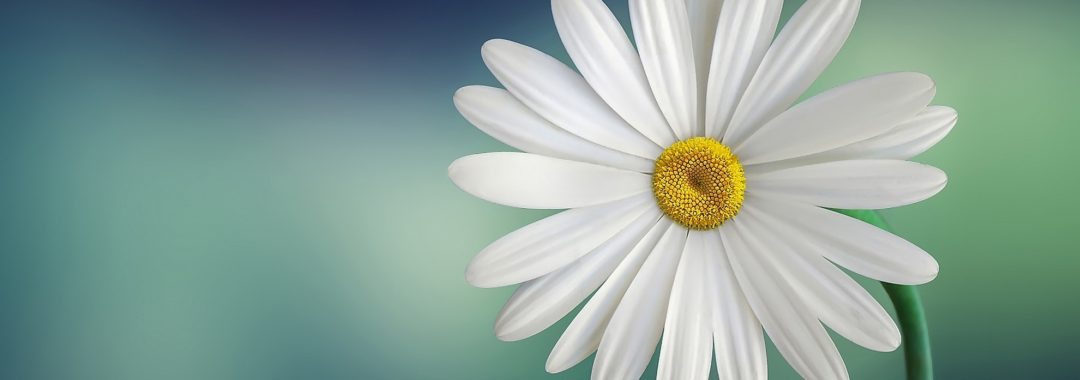 teachmegp's tweet photo. How to cope with hayfever this summer.

https://t.co/1yscRjOlgT https://t.co/gsct7Gi9uJ