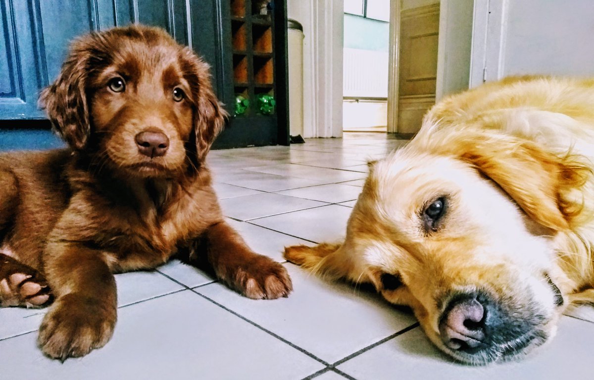 SteveEssential's tweet image. Introducing Mila alongside Indie 💙 #puppy #dogsoftwitter #goldenretriever #flathairedretriever