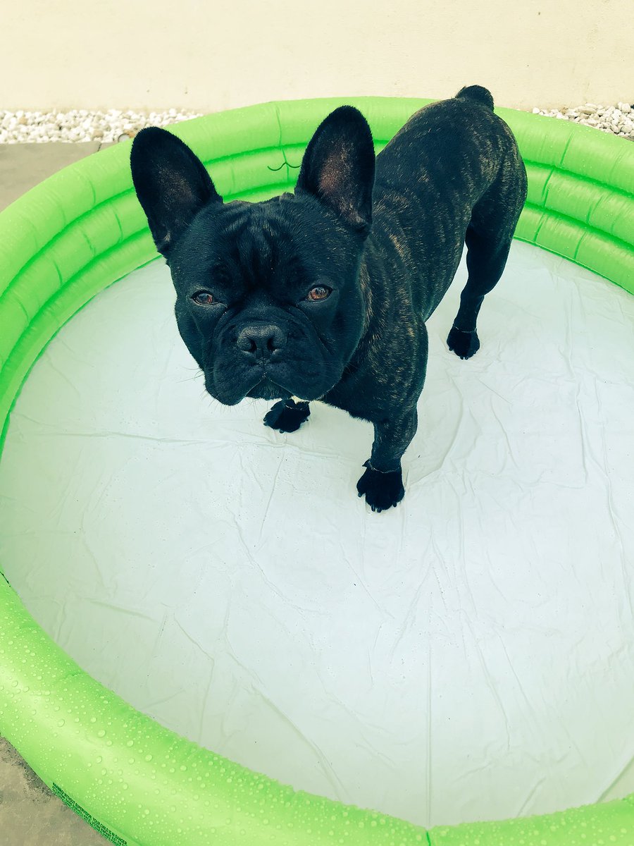 PSOSLevenmouth's tweet image. Dinnae leave yer dug in yer car in this heat! 
They like paddling pools no saunas!  
#ItsADugsLife
#PamperYerPooch
#CostaDelMethil
