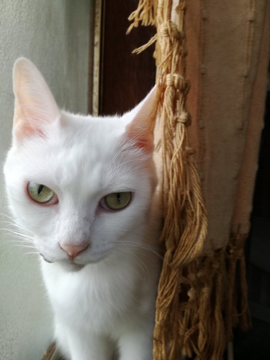  Big  White  Cats   White  Cat  World