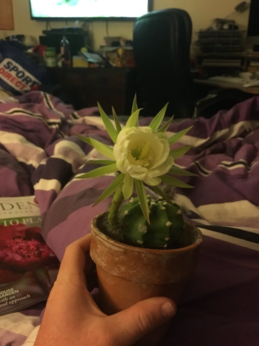 It’ll probably over by tomorrow, but my night flowering cati is finally out for #RHSChelsea2018 ... massive flower a tiny plant