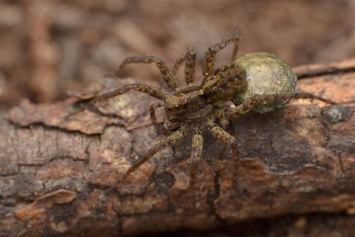 Tone_Killick's tweet photo. Egg sac carrying Pardosa species are out in force at this time of year and this one paused just long enough for me to get a half decent photograph. #Educate #TurnFear2Fascination and #LoveSpiders https://t.co/eEXGJCWBPP