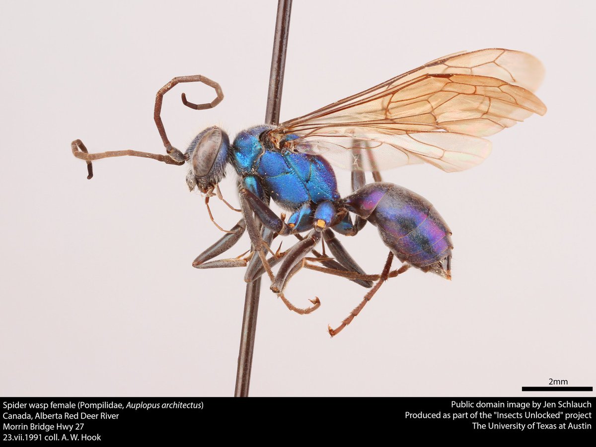 A brilliant shot of a brilliant spider wasp, Auplopus architectus. New public domain image by Jen Schlauch!