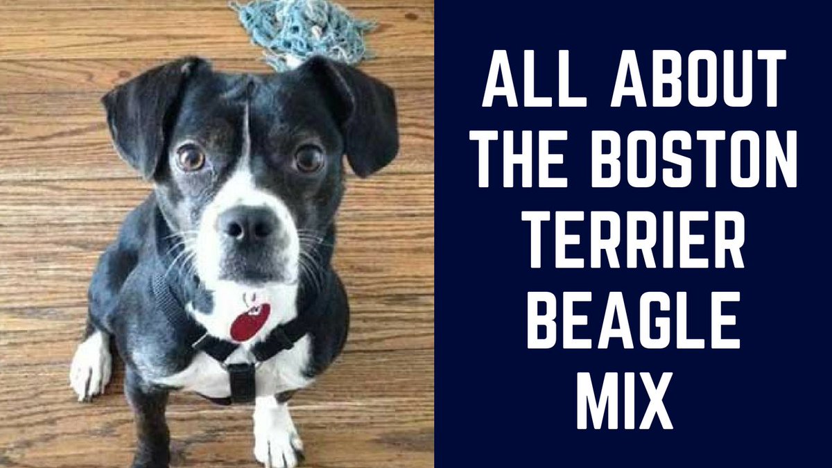 fodspor farve bille How To Train Ur Dog on Twitter: "All About the Boston Terrier Beagle Mix  (Boglen Terrier) https://t.co/CxmMgMuQ9Y #boglen #bostonterrier #beagles  #doglovers https://t.co/SuIXJOiNXg" / Twitter