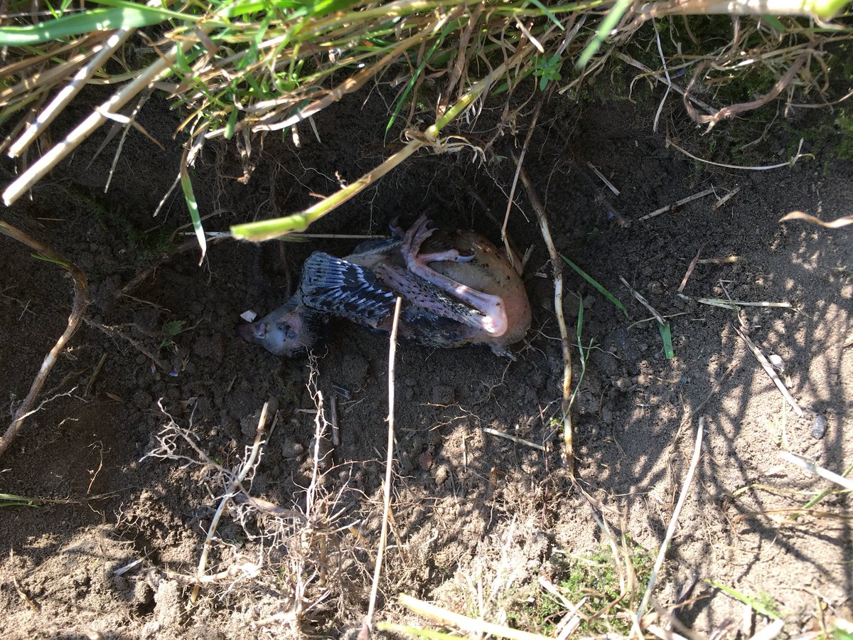 achahbarmo's tweet photo. Tijdens het fietsen kwam ik deze dode vogel tegen op mijn pad.

Ik heb die een waardig afscheid gegeven en begraven zoals het hoort. 

We zijn allemaal schepsels van Allah. https://t.co/pDg9i6SHBd