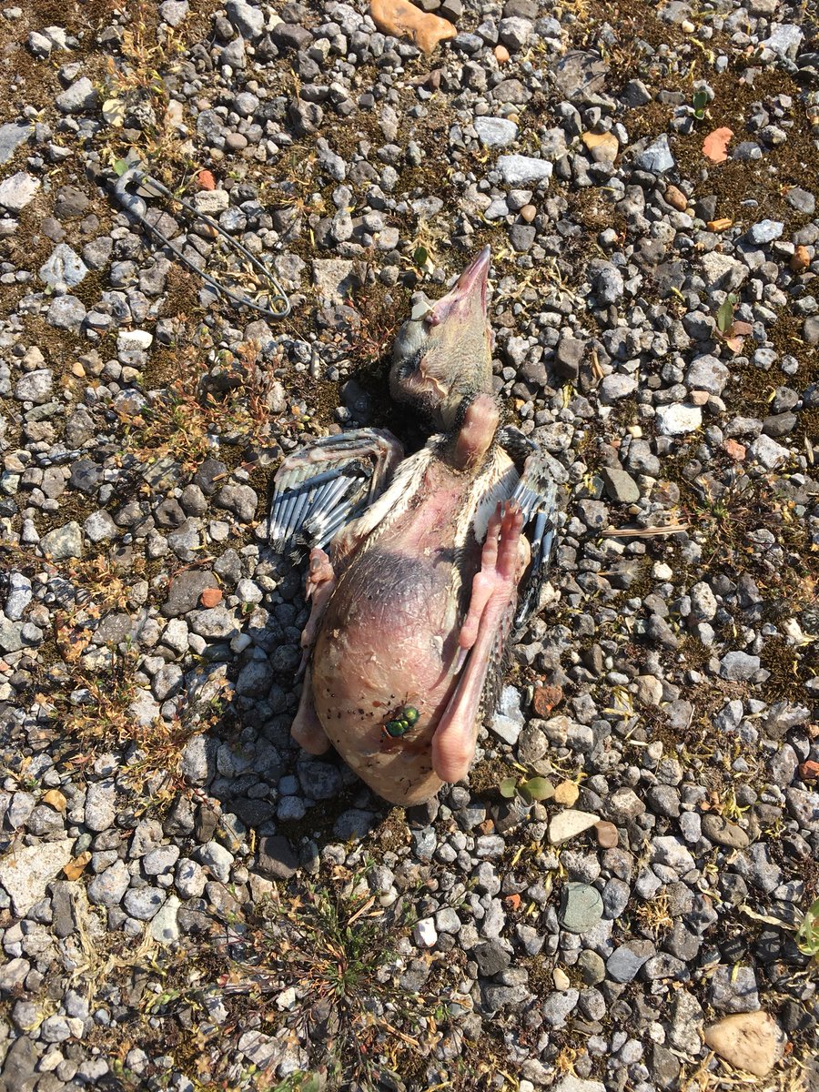 achahbarmo's tweet photo. Tijdens het fietsen kwam ik deze dode vogel tegen op mijn pad.

Ik heb die een waardig afscheid gegeven en begraven zoals het hoort. 

We zijn allemaal schepsels van Allah. https://t.co/pDg9i6SHBd