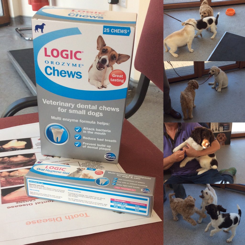 Learning about tooth care at tonight's #puppyparty 🐶💕🎉