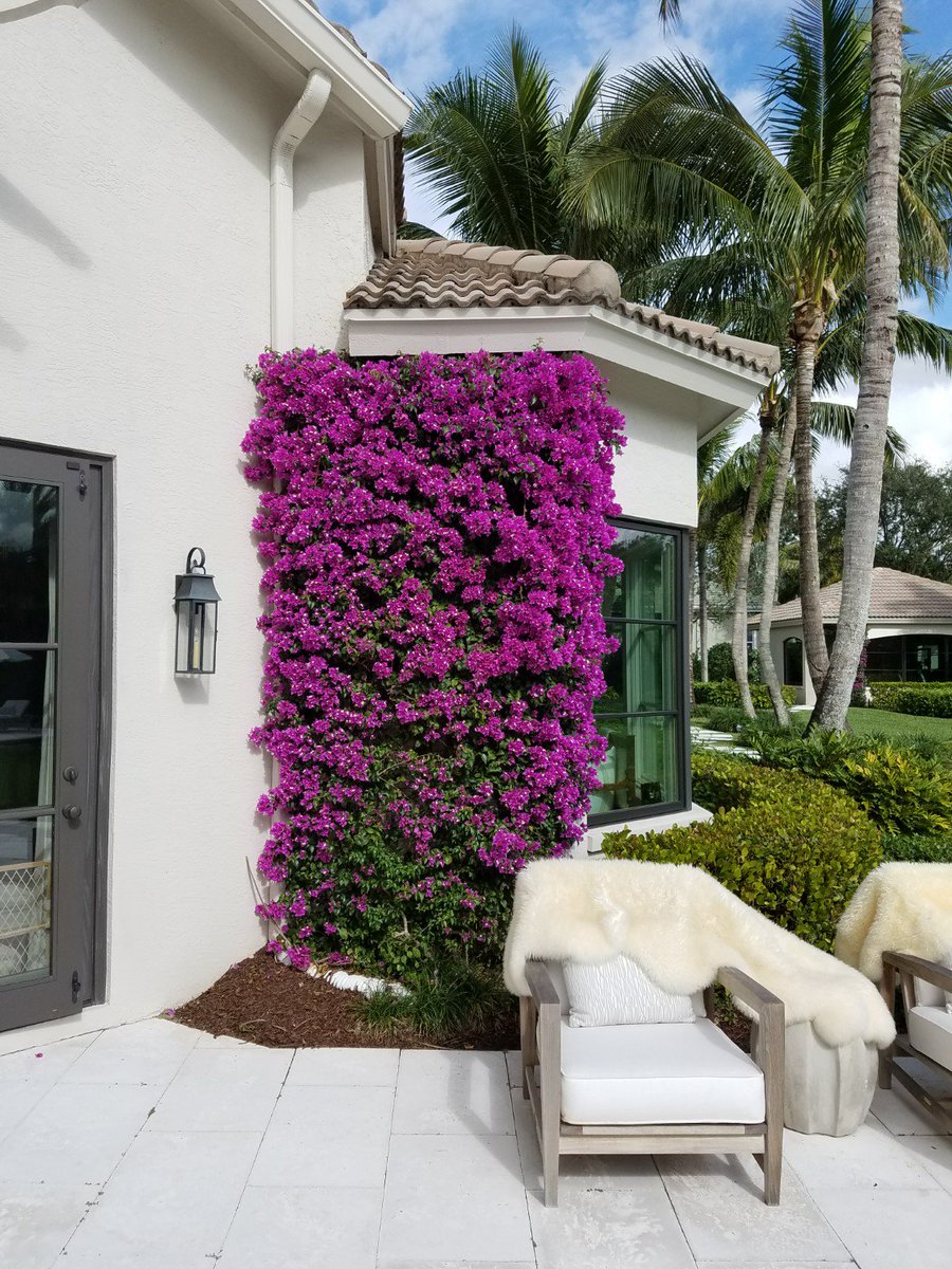 DiamondT_O's tweet image. Metabolite plus..10-30-20 soluble, rooting and avert drench along with PurKote granular