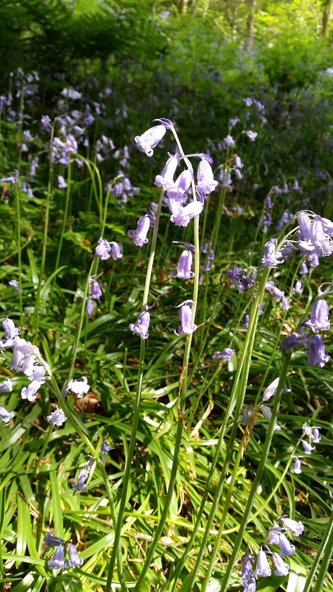 gallowayglens photo