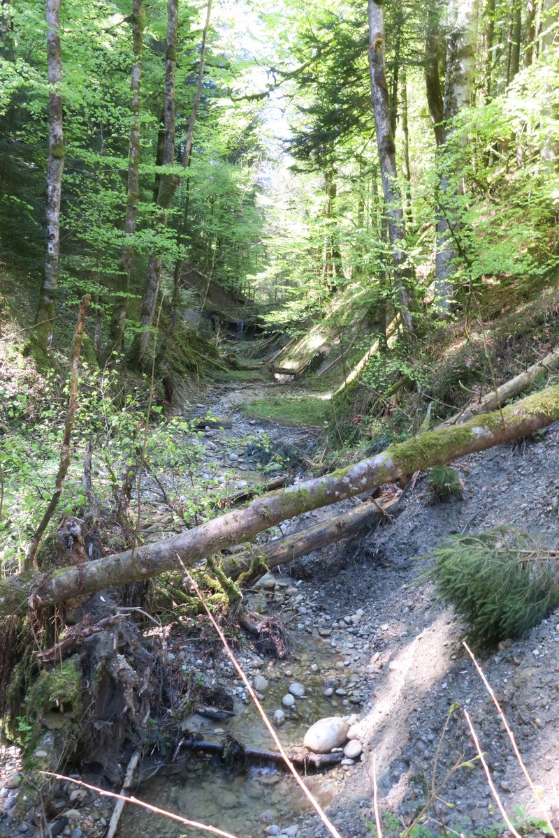 Goldsucher2016's tweet photo. Not easy to get the gold...big stones...much trees from the storm...but a lovley place #fontanne #romoos #goldsearch https://t.co/I8YDkMlnJl