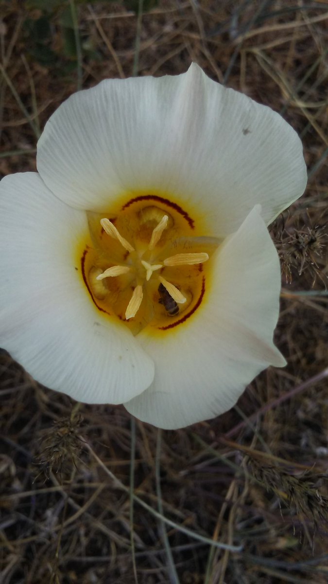 LunadelSol2014's tweet photo. #bees #Bee #flowers #plants #witchcraft #witch #pagan #photography #weaversoftheweb #flower #magick #magic #nature #Springtime #lunadelsol https://t.co/KO6ev7BbZz
