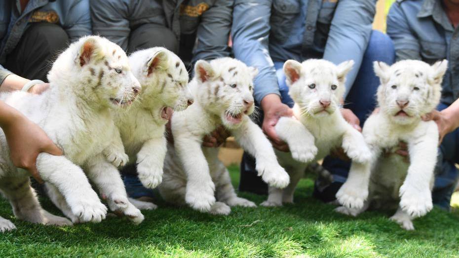 cgtnenespanol's tweet photo. Debut de quintillizos de #tigres de nieve en #Shandong, #China.
https://t.co/EH1xDOBIT3 https://t.co/kLfO0bUneK