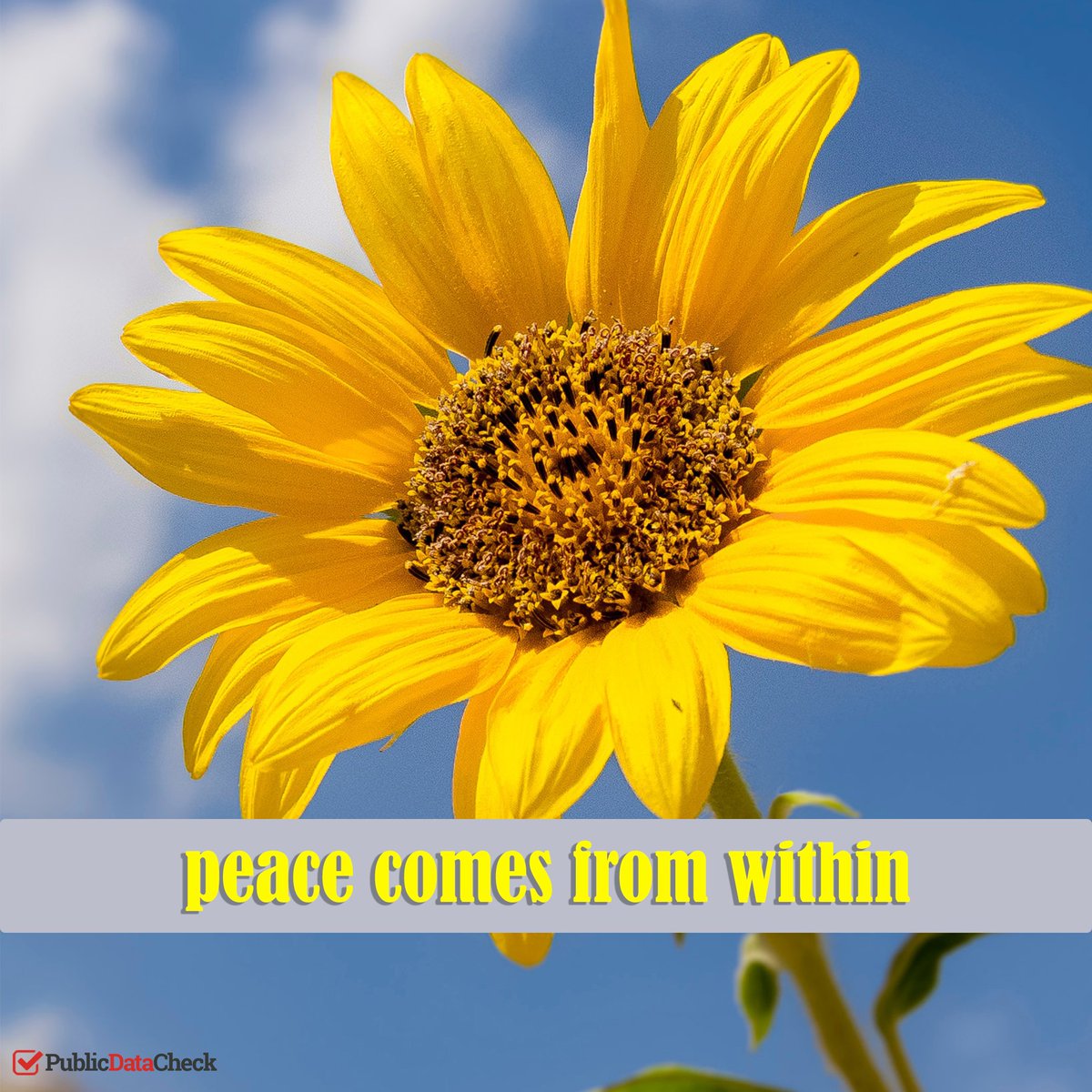 PublicDataCheck's tweet photo. Nobody can bring you peace but yourself. #publicdatacheck https://t.co/0zLFzeUyOy