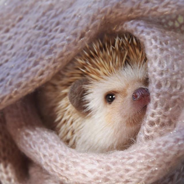 TinyTailstoYou's tweet photo. When it's Monday morning but all you just want to stay in bed 😴
.
.
.
#takepaws #austinanimals #locallove #austinlocalbusiness #tinytailstoyou #hedgehog #allsnuggledup #cozyplaces https://t.co/4YPhE5MEY0 https://t.co/CHVEjnAUiG